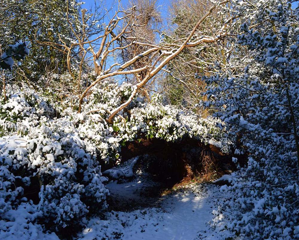 Snow in our forest